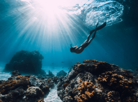 Freediving & Scuba diving